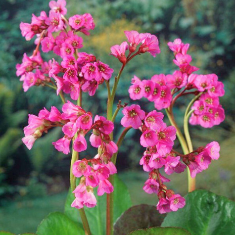 Bergenia sercowata Eroica (C2)