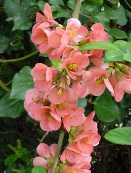 Pigwowiec pośredni Salmon Horizon (C2)