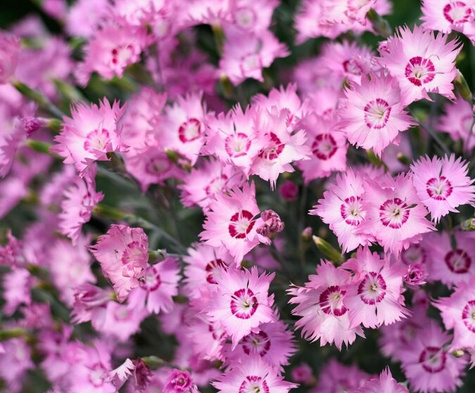 Goździk postrzępiony Dixie Red Rose Bicolor