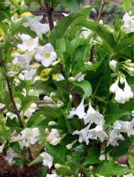 Krzewuszka cudowna Candida (P9)