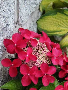 Hortensja ogrodowa 'Rotschwanz'