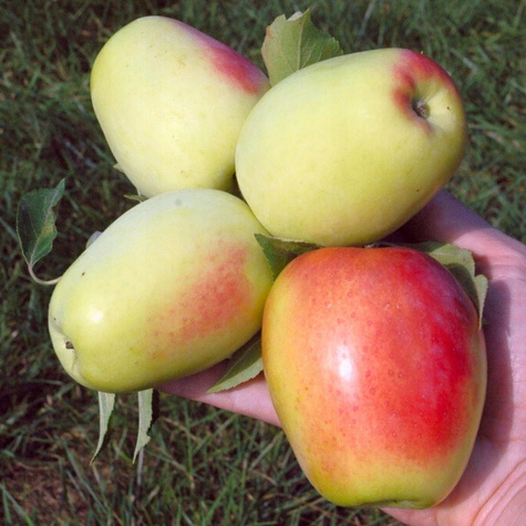 Jabłoń Kandil Sinap Sępka Czubajka Plant Pack