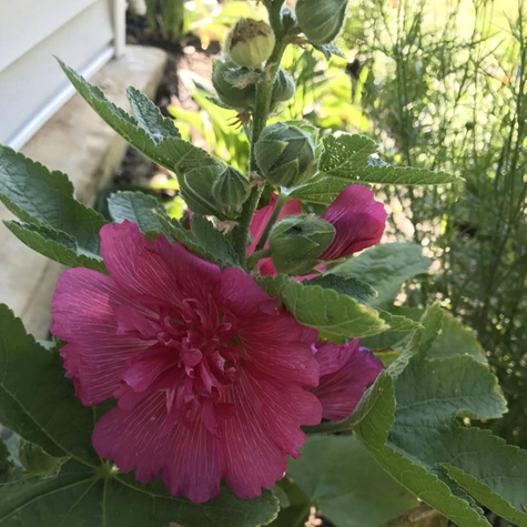 Malwa różowa Spring Celebrities Carmine Rose