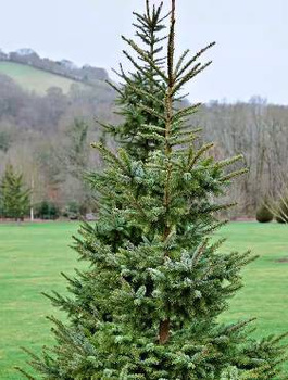 Świerk serbski (C2)