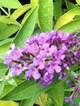 Budleja Dawida Flutterby 'Peace'