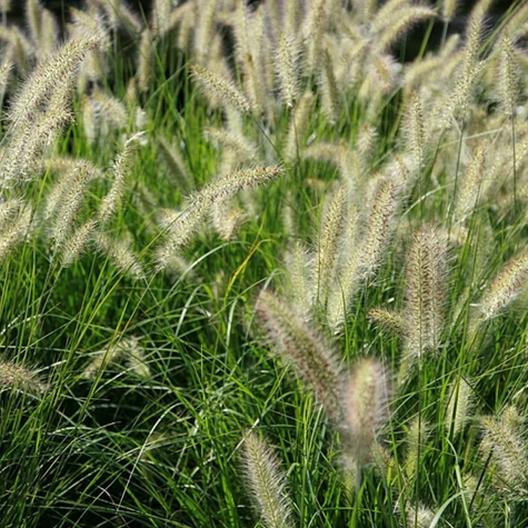 Rozplenica japońska Piórkówka Hameln (C2)