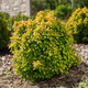 Berberys thunberga Limoncello (C2)