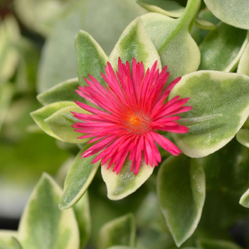 Przypołudnik Dorotheanthus Odporny na suszę