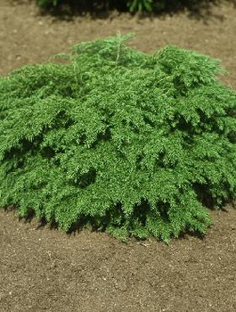 Choina Kanadyjska Jeddeloh (C2)