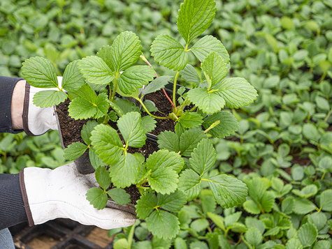 Truskawka balkonowa Summer Breeze Snow w doniczce