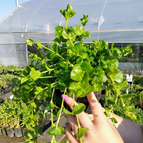 Tojeść rozesłana (C2)