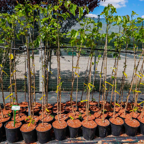 Morwa Czarna Pendula szczepiona na pniu
