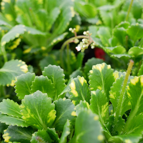 Skalnica cienista Variegata