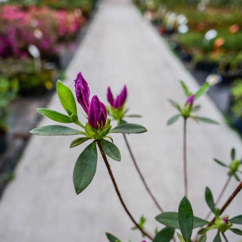 Azalia japońska Blue Danube