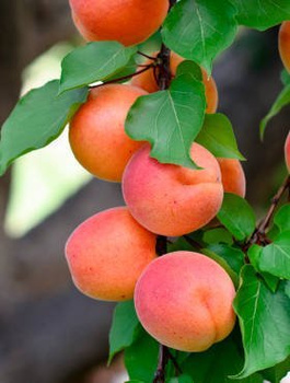 Morela Somo Plant Pack