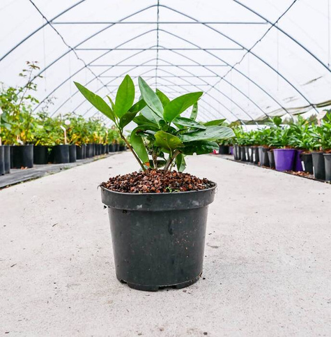 Laurowiśnia wschodnia Marbled White (C2)