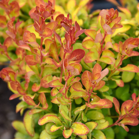 Berberys thunberga Limoncello (C2)