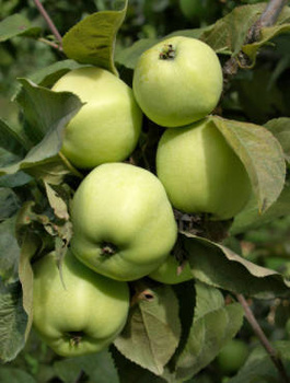 Jabłoń Antonówka Cukrowa Plant Pack