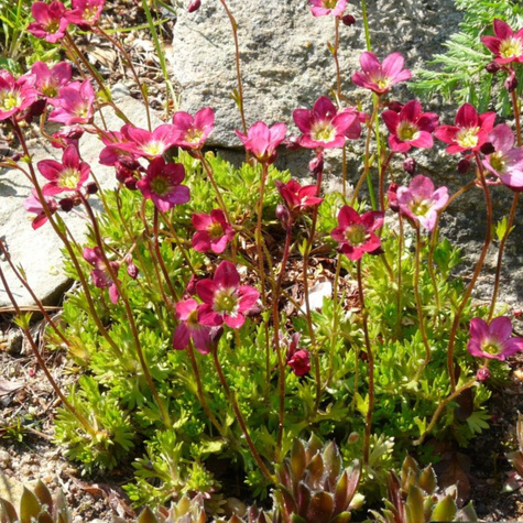 Skalnica Solution Peter Pan (C2)