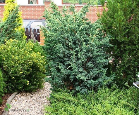 Jałowiec łuskowaty Meyeri stalowo-srebrzysty