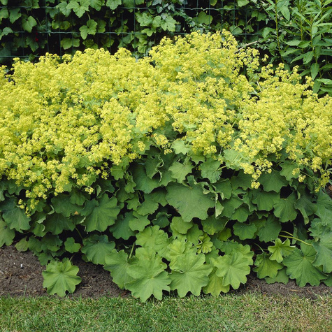 Przywrotnik ostroklapowy Płaszcz Matki Boskiej (P9)