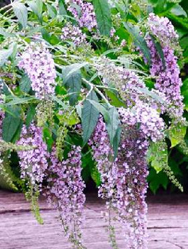 Budleja Dawida Wisteria Lane płacząca kaskadowa (C2)