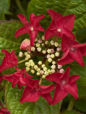 Hortensja ogrodowa 'Rotschwanz'