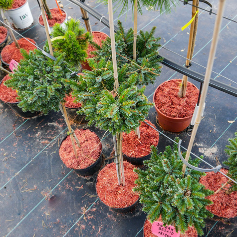 Świerk serbski Beskid szczepiony na pniu Pa50