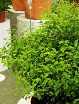 Sztobry Tawuła van Houtte'a Medeloch 10szt.