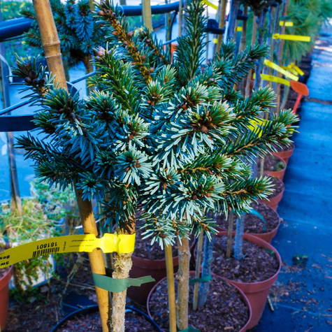 Świerk serbski Beskid szczepiony na pniu Pa50