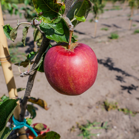 Jabłoń Jonagored Red Jonaprince w doniczce C2