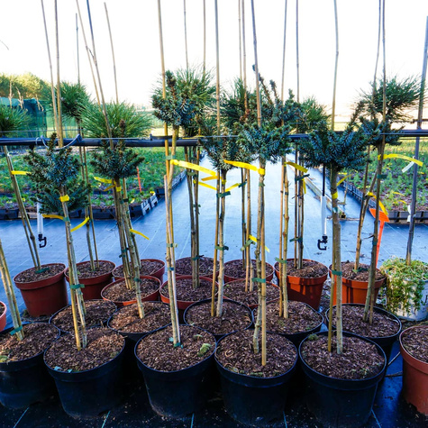 Świerk serbski Beskid szczepiony na pniu Pa50
