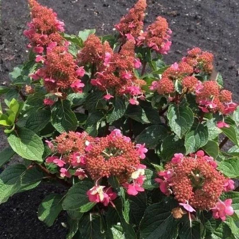 Hortensja bukietowa Living Infinity (C2)