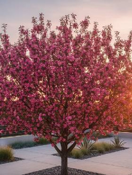 Jabłoń ozdobna rajska Royality