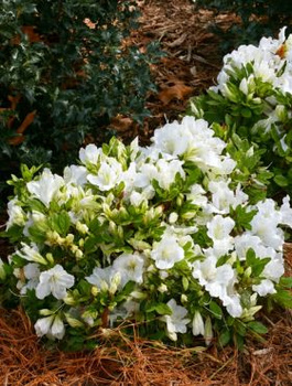 Mini Azalia BloomChampion Biała powtarzająca kwitnienie (C2)