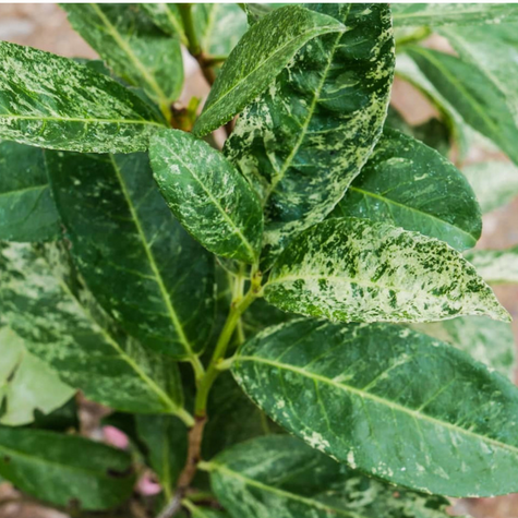 Laurowiśnia wschodnia Marbled White (C2)
