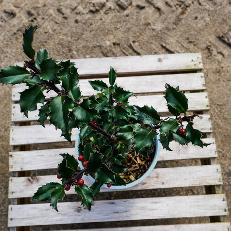 Ostrokrzew Blue Girl (C2)