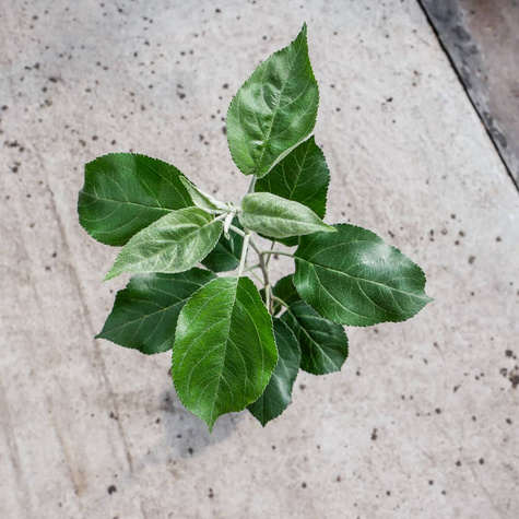 Jabłoń Jonagored Red Jonaprince w doniczce C2