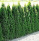 Tuja Thuja Smaragd Żywotnik zachodni 110-125cm w doniczce