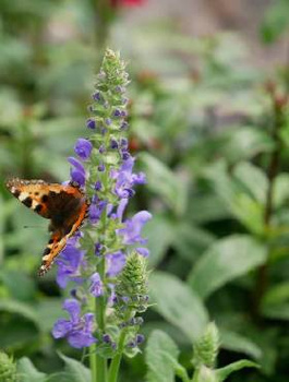 Lobelia okazała Starship Blue (C2)