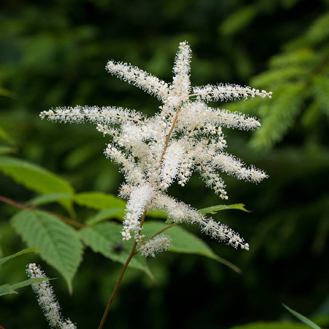 Tawułka Thunberga Prof. van der Wielen (C2)