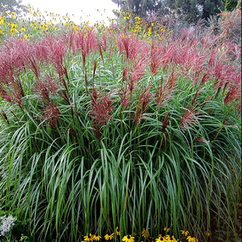 Miskant chiński Roter Pfeil (C2)