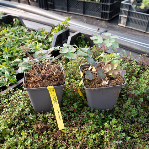 Orlik pospolity mieszanka kolorów i form (C2)