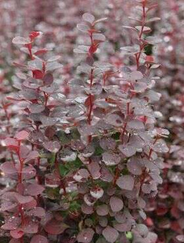 Berberys ottawski Superba (P9)