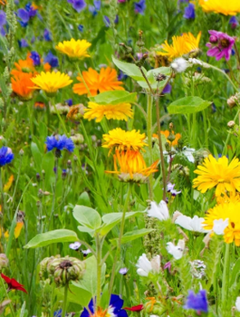 Łąka Kwietna Kwietne Uroczysko 2g mieszanka zioła i kwiaty wieloletnie jednoroczne