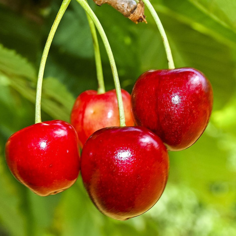 Czereśnia Vega Plant Pack