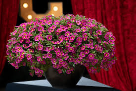 Calibrachoa Mini Surfinia Cabaret Early Bumble Bee Hot Pink różowo-żółta NOWOŚĆ