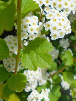 Tawuła trójłatkowa biała (C2)