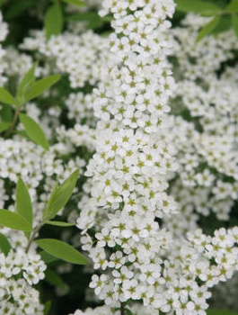 Tawuła wczesna (C2)