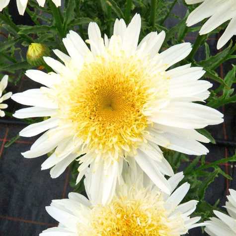 Złocień wspaniały Real Glory (C2)